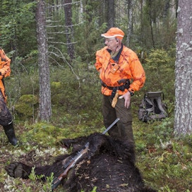 Jo yli 70 karhua on kaadettu tämän vuoden karhujahdissa. (kuvituskuva)