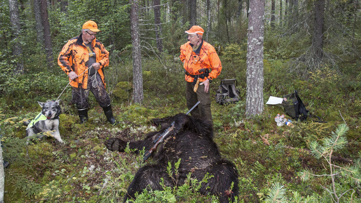 Jo yli 70 karhua on kaadettu tämän vuoden karhujahdissa. (kuvituskuva)