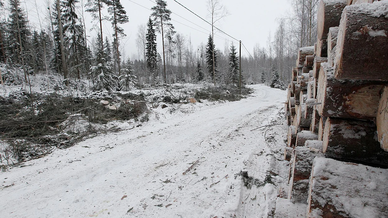 Viime vuoden puukauppa vilkastui tukin vetämänä kaksi prosenttia edellisvuodesta.