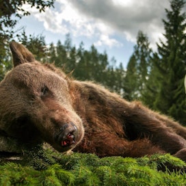 Kuvan naaraskarhu ammuttiin Lieksassa karhujahdin avauspäivänä.