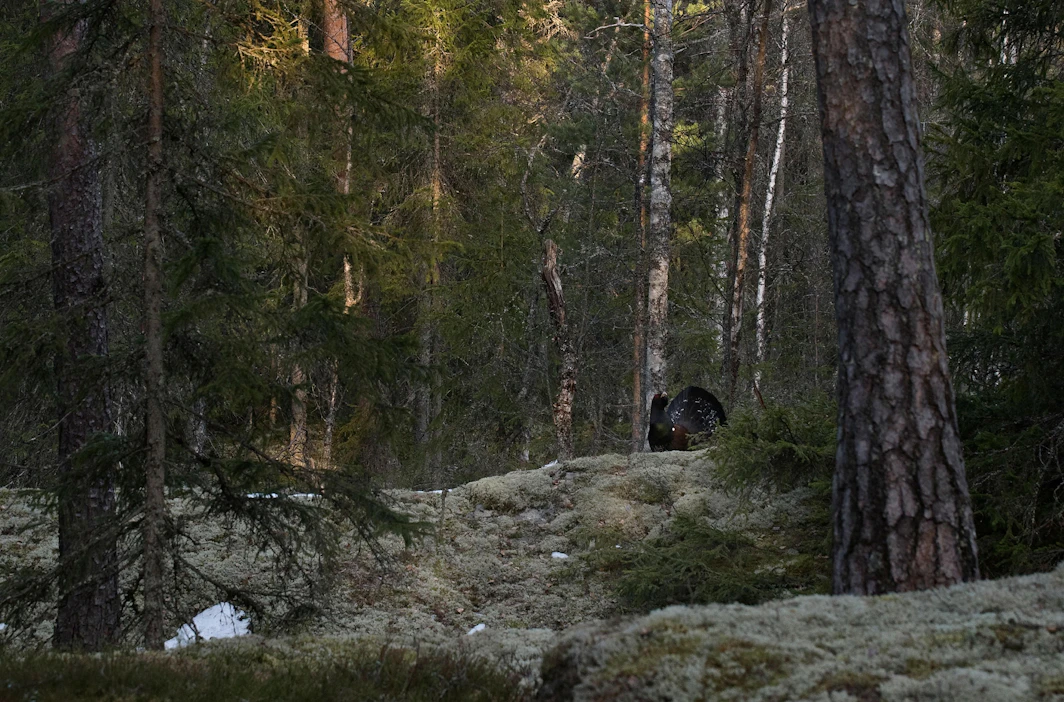 Huhtikuuta on kutsuttu myös kiimakuuksi, koska metsälintujen soitimelta eli kiimalta pyynti oli ennen merkittävä keväinen työ.