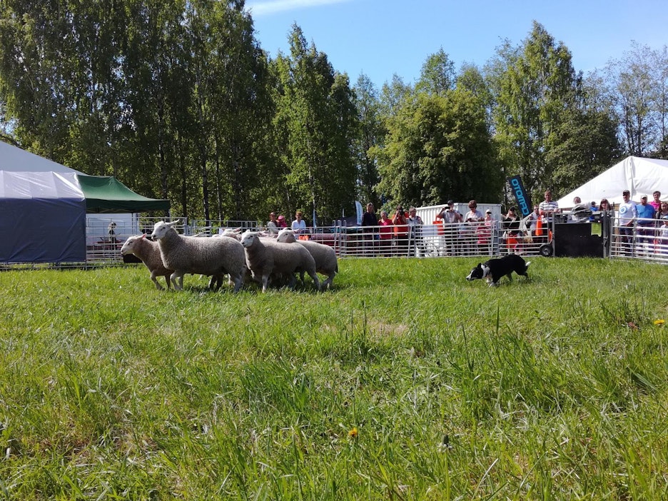 Paimenkoira helpottaa eläintilallisen arkea - Maatalous - Maaseudun  Tulevaisuus