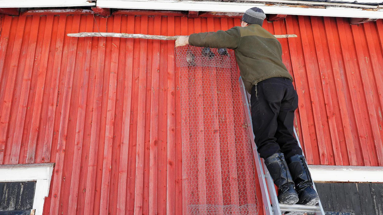 Poromies Juha Virkkunen ripusti lihat kuivumaan maaliskuun lopussa ja nosti ne alas tällä viikolla.