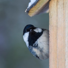 Lintujen talviruokinta on Suomessa alkanut jo 1800-luvulla.