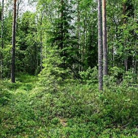 Vuoden 2020 metsävisan voittaja Eelis Ojala vaeltaa ja lenkkeilee mielellään maastossa.