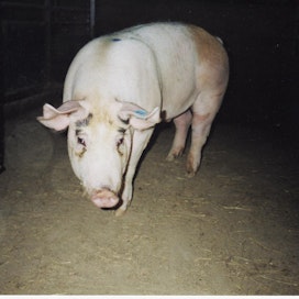 Veijo Kytösahon sika pääsi toipilaana tutkimaan maailmaa sikalan ulkopuolella.