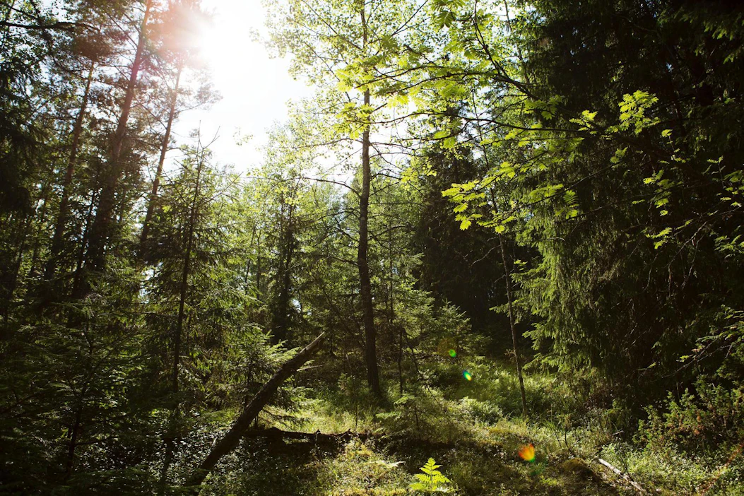 Metsien suojelupinta-alaa ovat kasvattaneet monimuotoisuusohjelma metson suojelutoimet.