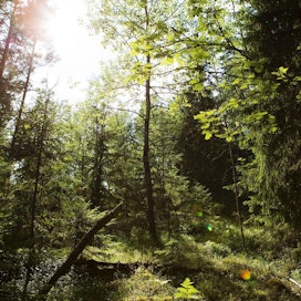 Metsien suojelupinta-alaa ovat kasvattaneet monimuotoisuusohjelma metson suojelutoimet.