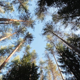 Kyösti ja Kari Kakkosen Finnish Woodland Oy on aloittanut metsäsijoittamisen Kainuussa.