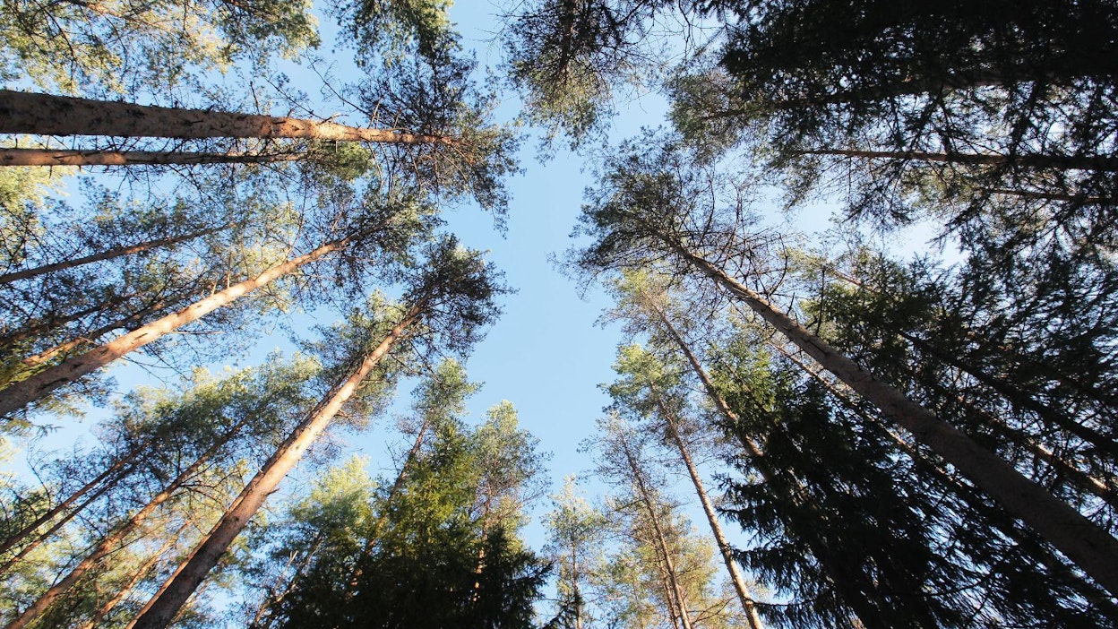 Kyösti ja Kari Kakkosen Finnish Woodland Oy on aloittanut metsäsijoittamisen Kainuussa.