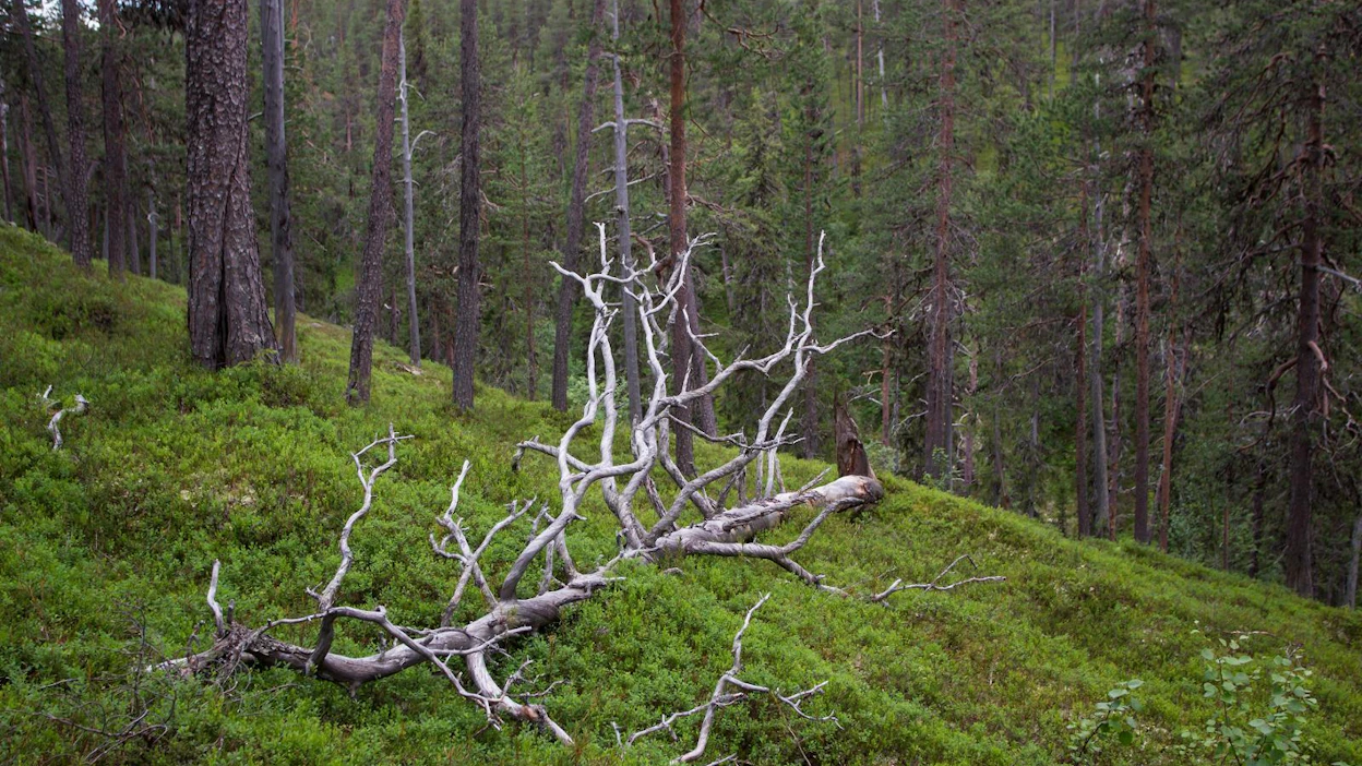 Uuden Sallan kansallispuiston alueella on vanhoja metsiä, soita, harjuja sekä jääkauden ja eroosion muovaamia maanmuotoja.