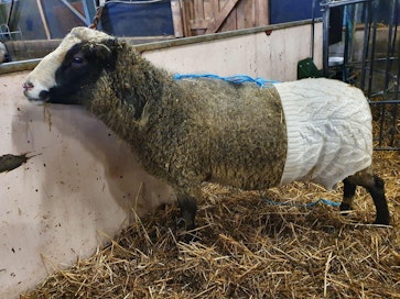 Pässi Menevän ongelmana on virtsarakkoon kertyvä virtsakivisakka. Rakon seutu on pidettävä lämpimänä.