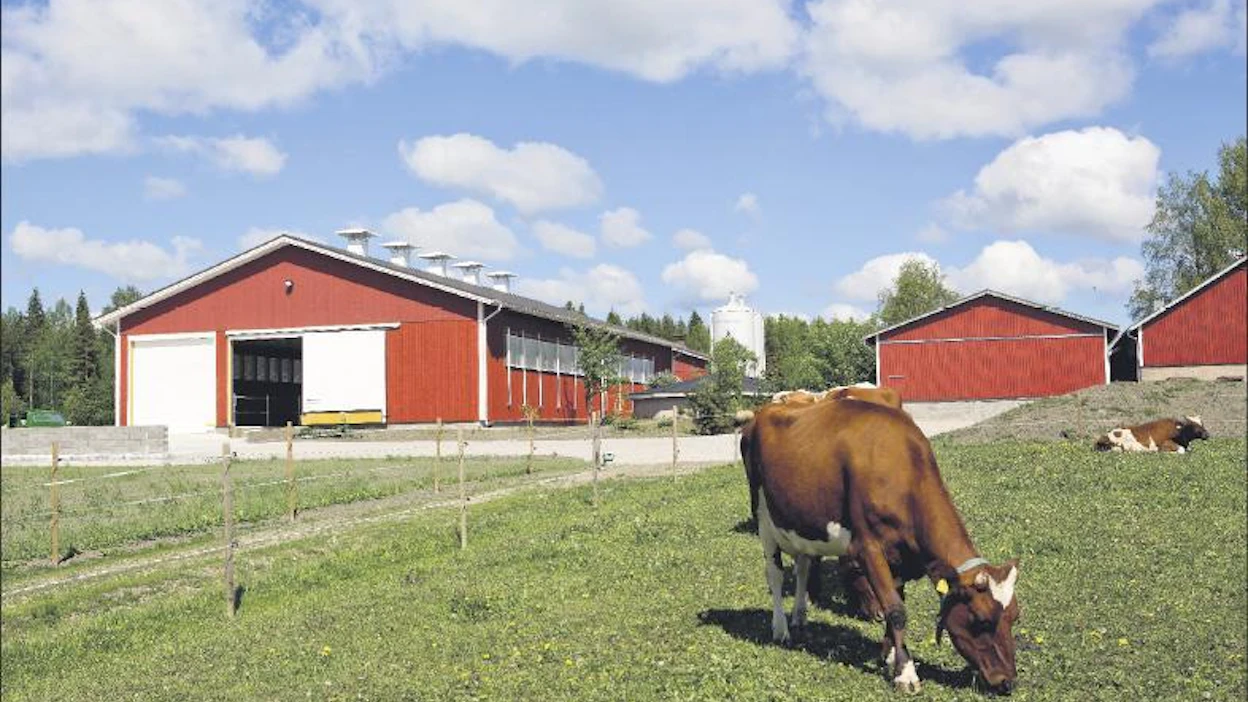 Uusi pihatto sulautuu pihapiiriin kuin olisi ollut siinä aina. Navettaan mahtuu nelisenkymmentä lehmää. ville-petteri määttä