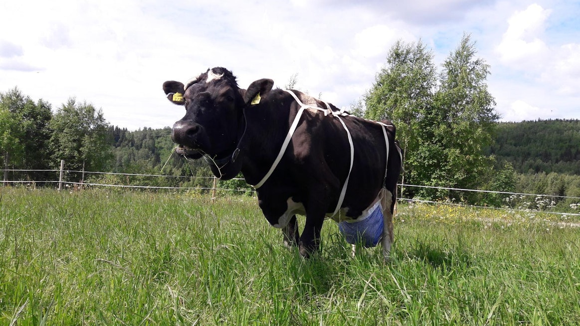 17-vuotias Pisama-lehmä on isännän mukaan emännän lemmikki, aina vaatimassa rapsuttelua.