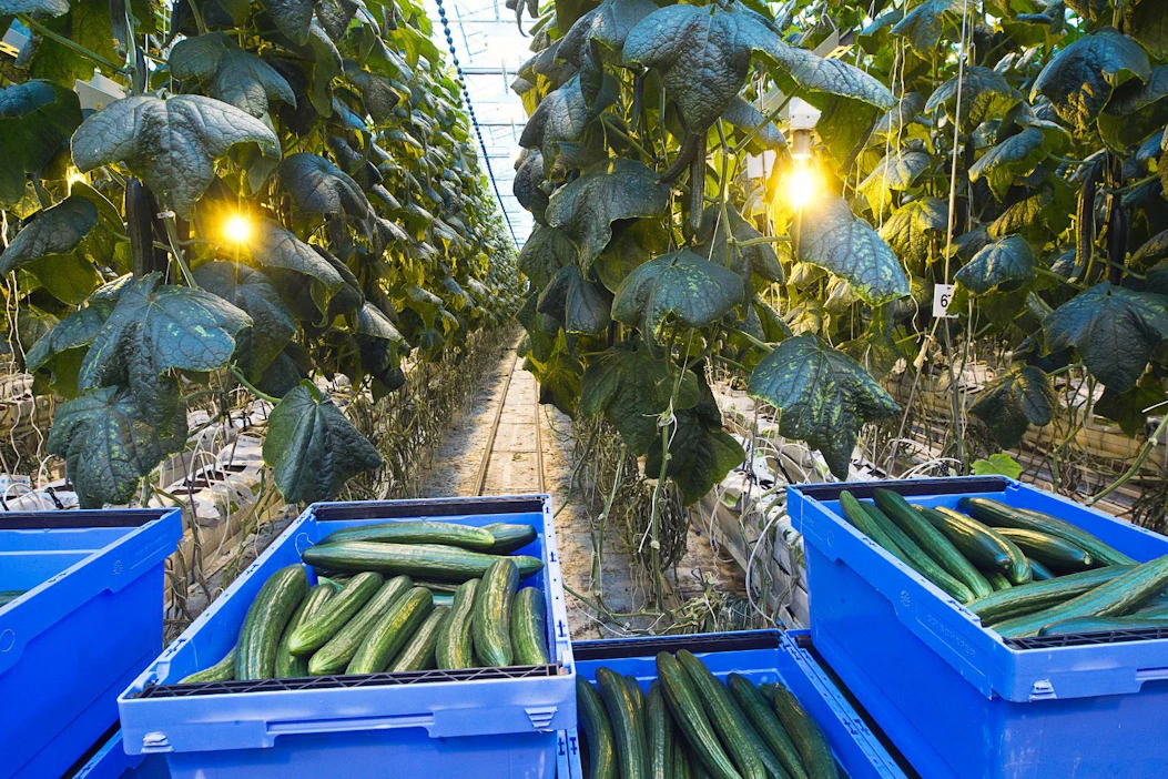 Yhdysvaltalaistutkimus vertasi kasvisten ja lihan tuotantopäästöjä ja suhteutti ne niiden sisältämään kalorimäärään. Tuotantomenetelmä vaikuttaa kuitenkin paljon.