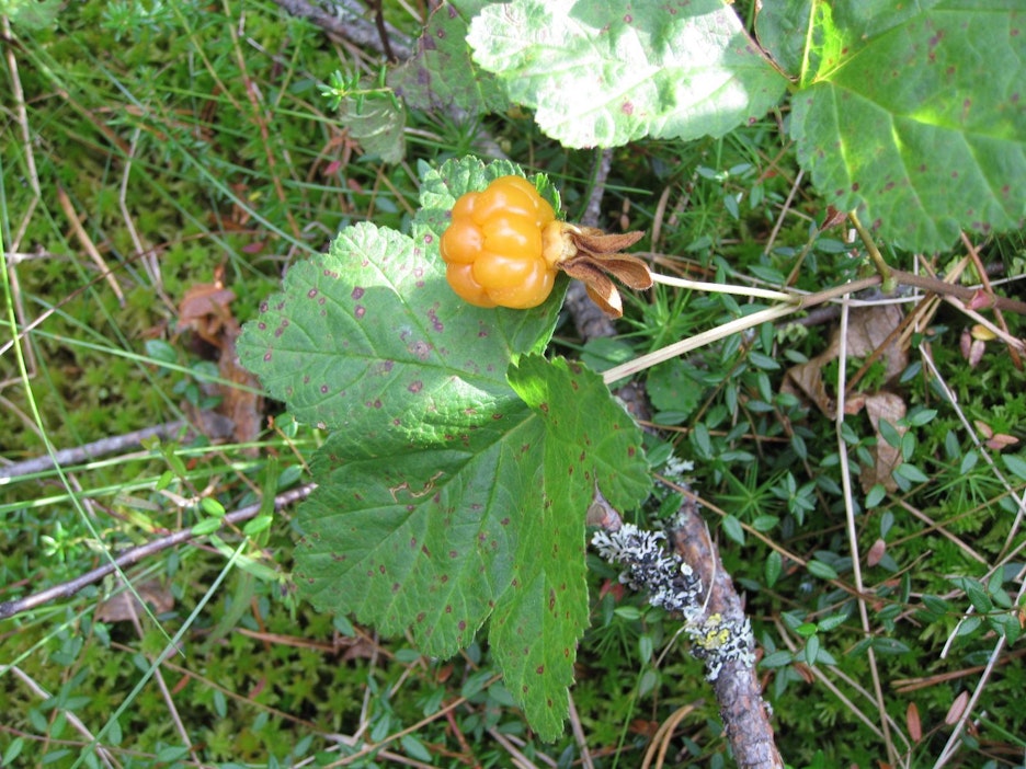 Hillojen kypsyminen on tuonut mukanaan ikävän lieveilmiön.