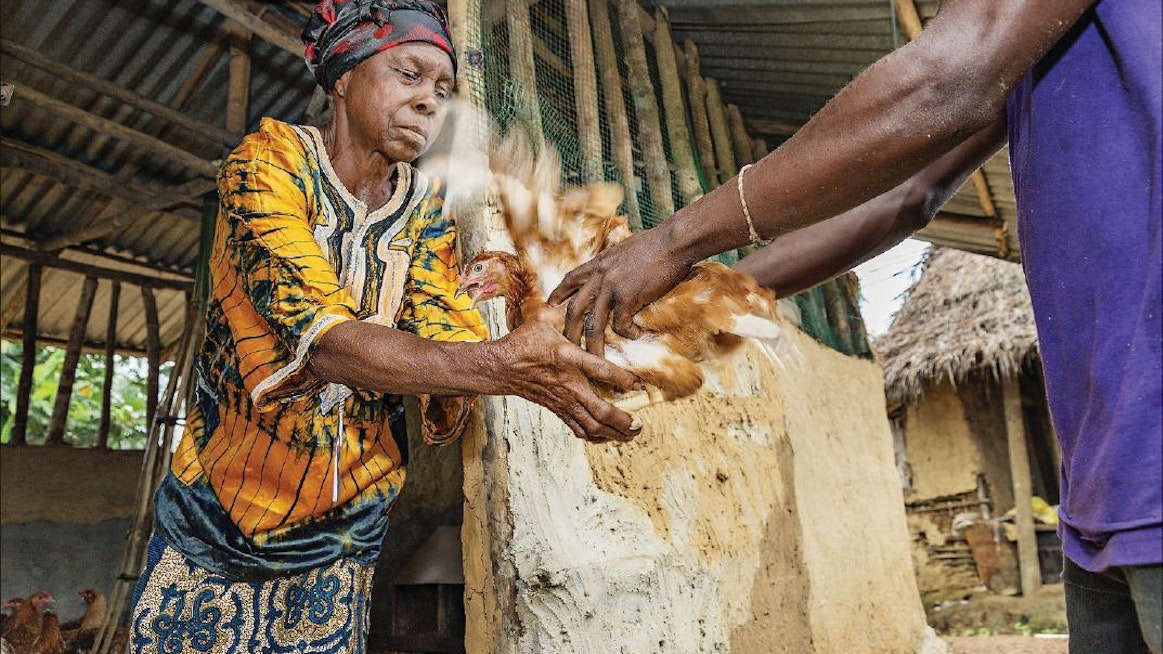 Sundaymai Johnson sai lokakuussa 30 kanaa liberialaiselta kansalais-järjestöltä. Myymällä munat takaisin emokanalaan hän saa käteistuloja, joita tarvitaan esimerkiksi lastenlasten koulupukuihin. Ville Palonen