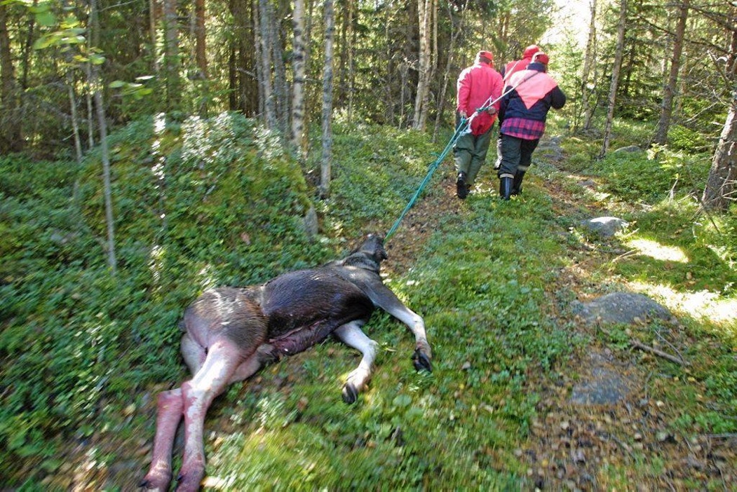 Emeritusprofessori Matti Kärkkäinen: Hirvien kaatoluvista olisi syytä  luopua - MT Metsä - Maaseudun Tulevaisuus