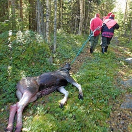 Suomessa talvehtii nykyisin 90 000 hirven kanta. 1970-luvun alussa hirvikanta oli noin 20 000 talvehtivaa yksilöä.