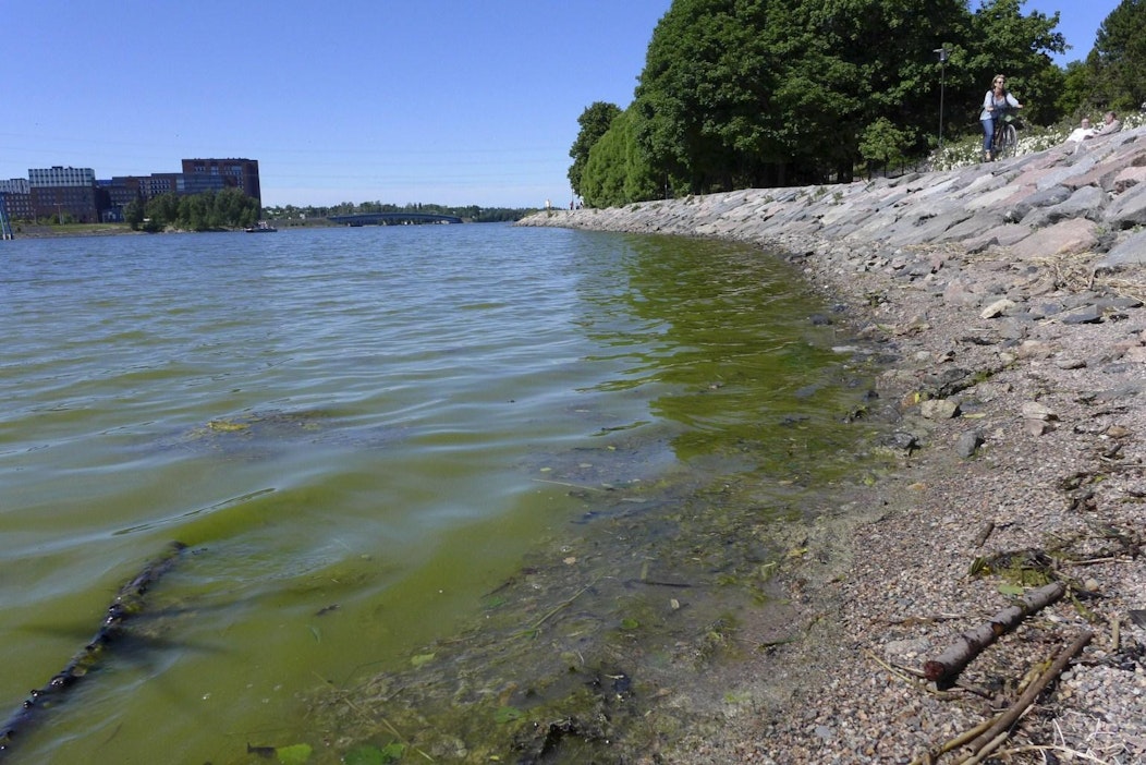 Sinilevää Lapinlahdella Helsingissä viime kesänä. LEHTIKUVA / TEEMU SALONEN