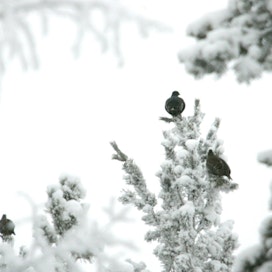 Linnut kiittävät säästöpuista ja riistatiheiköistä. Kuvan teeret viettävät talvipäivää männikössä.