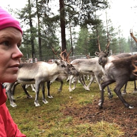 Rovaniemellä asuva Susanna-Sofia Keskinarkaus auttaa ystäviään toisinaan porotöissä.