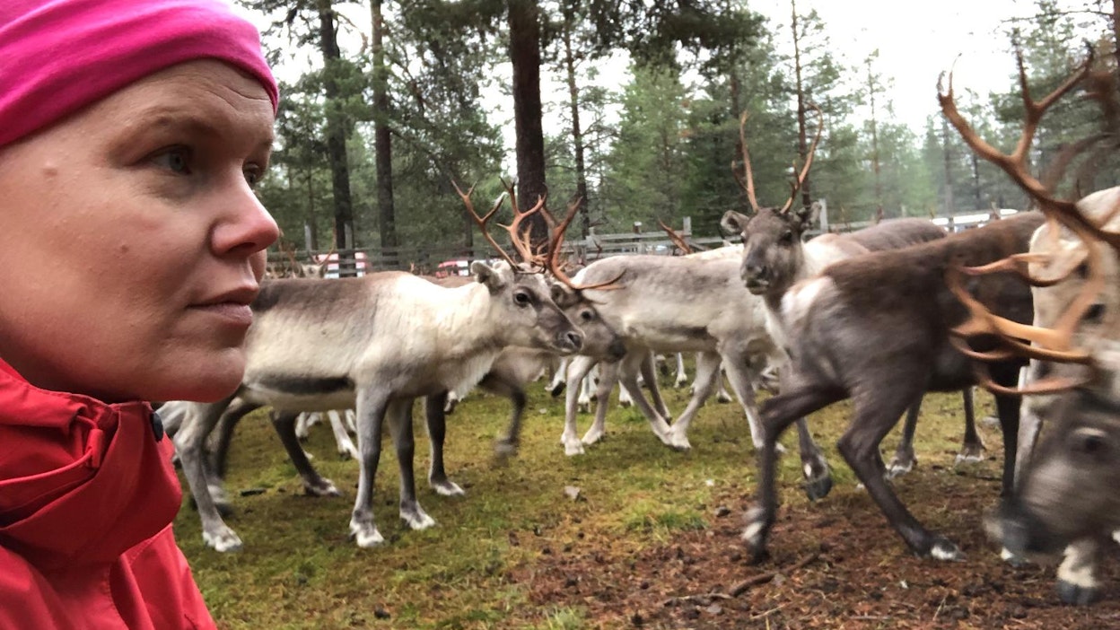 Rovaniemellä asuva Susanna-Sofia Keskinarkaus auttaa ystäviään toisinaan porotöissä.