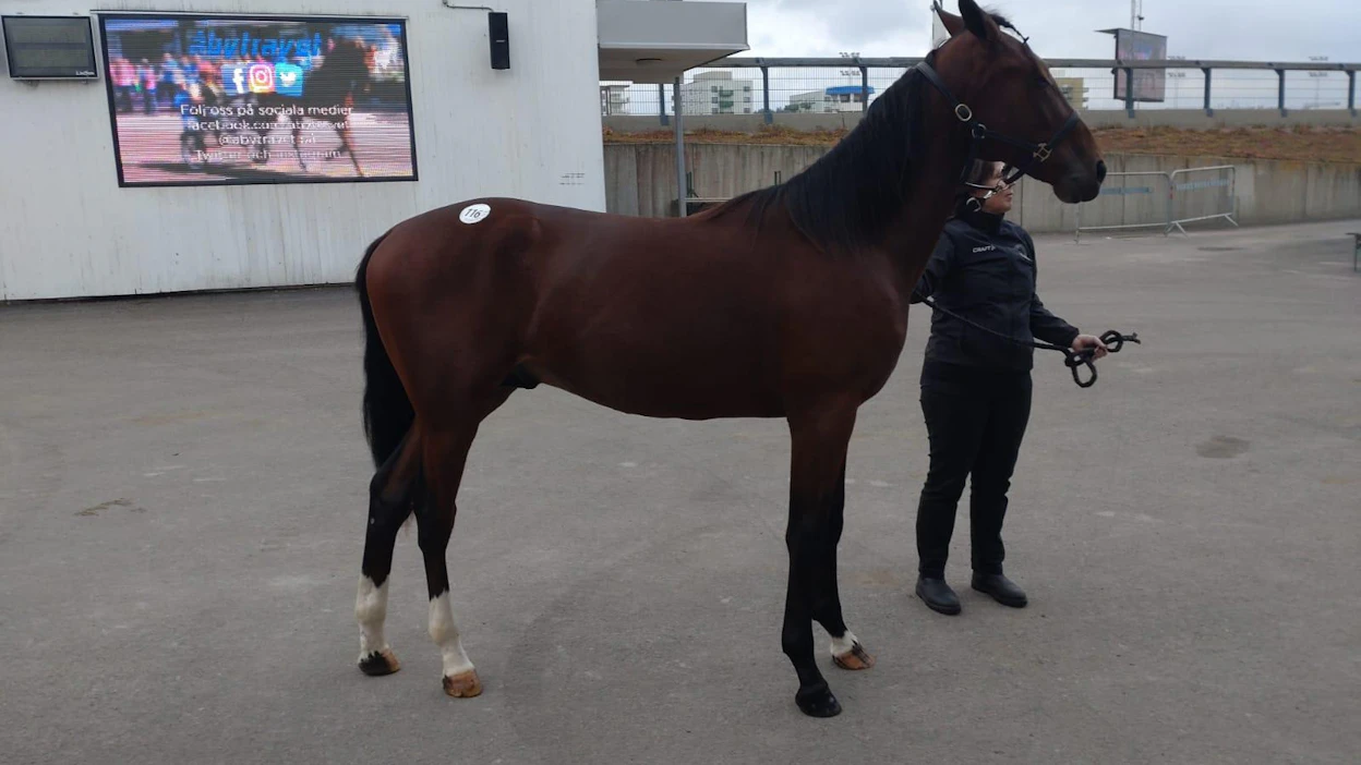 Åby Yearling & Mixed Salen numero 116 Burt Lancaster ihmetteli tallialueen meininkiä ja kavviouraa perjantaina Göteborgissa.
