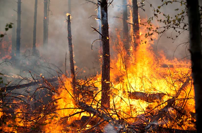 Ennallistamiskulotukset jäljittelevät luonnollisia metsäpaloja. 