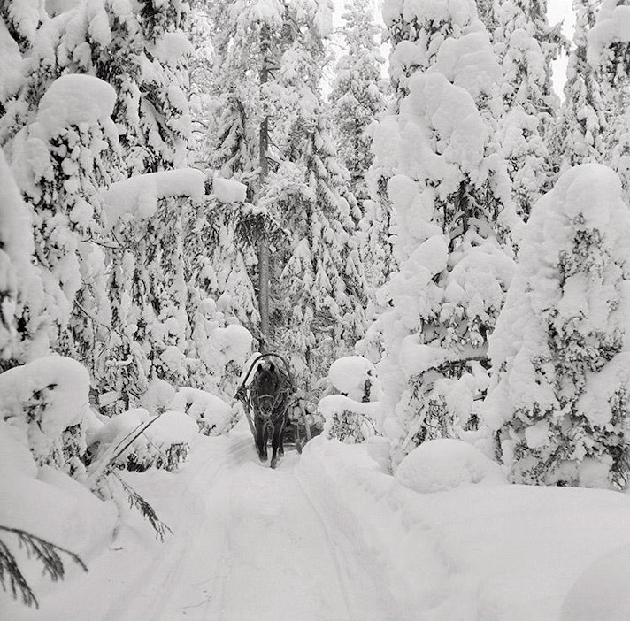 Tunnelmallinen hevoskuva mielytti juhlanäyttelyssä vierailleita.