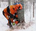 Stihl siirtyy moottorisahojen teknisissä ratkaisuissa uudelle portaalle ja korvaa ensimmäisenä sahavalmistajana kaasuttimen ruiskutusjärjestelmällä. Sen myötä markkinoille on nyt saatu Stihl MS 500i -moottorisaha, jonka tehopainosuhde on erinomainen. Koneviesti kokeili, miten 5 kilowatin tehot purivat suomalaisiin puihin.
