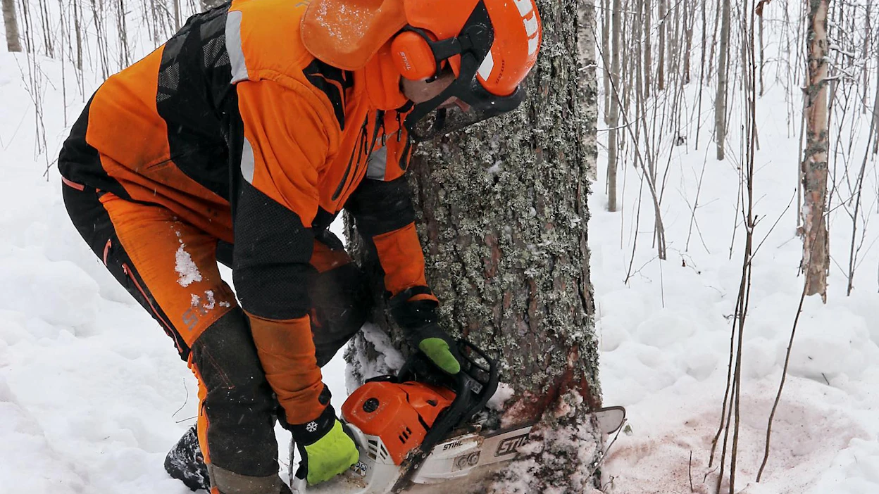 Stihl siirtyy moottorisahojen teknisissä ratkaisuissa uudelle portaalle ja korvaa ensimmäisenä sahavalmistajana kaasuttimen ruiskutusjärjestelmällä. Sen myötä markkinoille on nyt saatu Stihl MS 500i -moottorisaha, jonka tehopainosuhde on erinomainen. Koneviesti kokeili, miten 5 kilowatin tehot purivat suomalaisiin puihin.