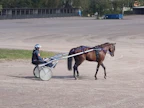 Sahara Jaeburn jaloitteli perjantaina Vermossa ja venytteli jäseniään lauantain Suurta Suomalaista Derbyä varten. Rattailla on oriin hoitaja Laura Marttinen.