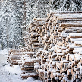 Metsäyhtiöiden hyvät tulokset eivät näy puun hinnassa tai metsänomistajien rahapusseissa. Kuvituskuva.