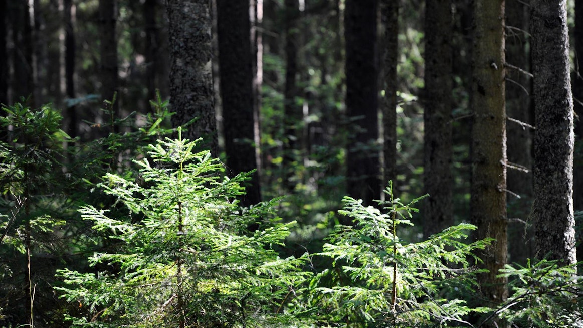 UPM on toteuttanut eri-ikäisrakenteisia hakkuita siitä saakka, kun metsälain muutos on sen sallinut, UPM:n metsänhoidon kehityspäällikkö Heli Viiri kertoo. Kuvituskuva.