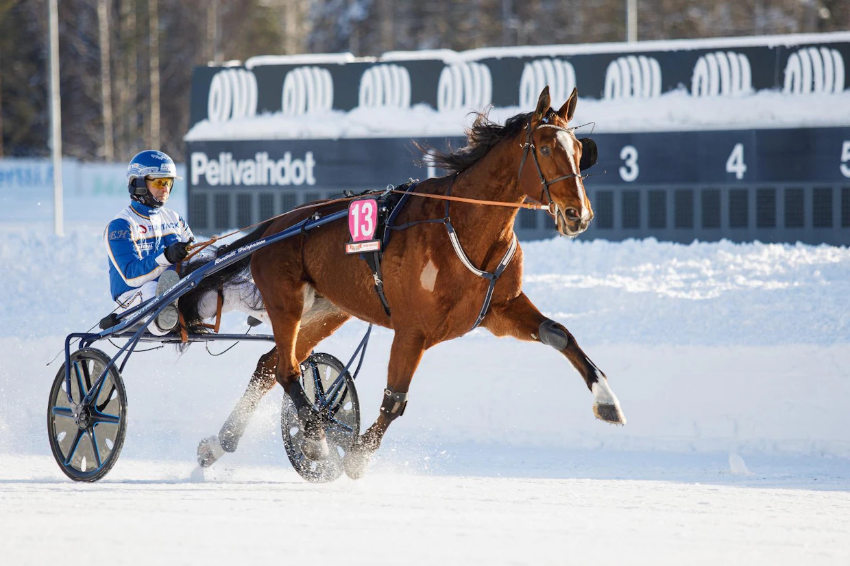 Dahlströmien tallin tuoreimpiin tulokkaisiin kuuluu Typhoon Face. Kuvassa 12,9-aikainen Stall Taifunin ruuna juoksee Mikkelissä edellisen valmentajansa Esa Holopaisen ajamana.