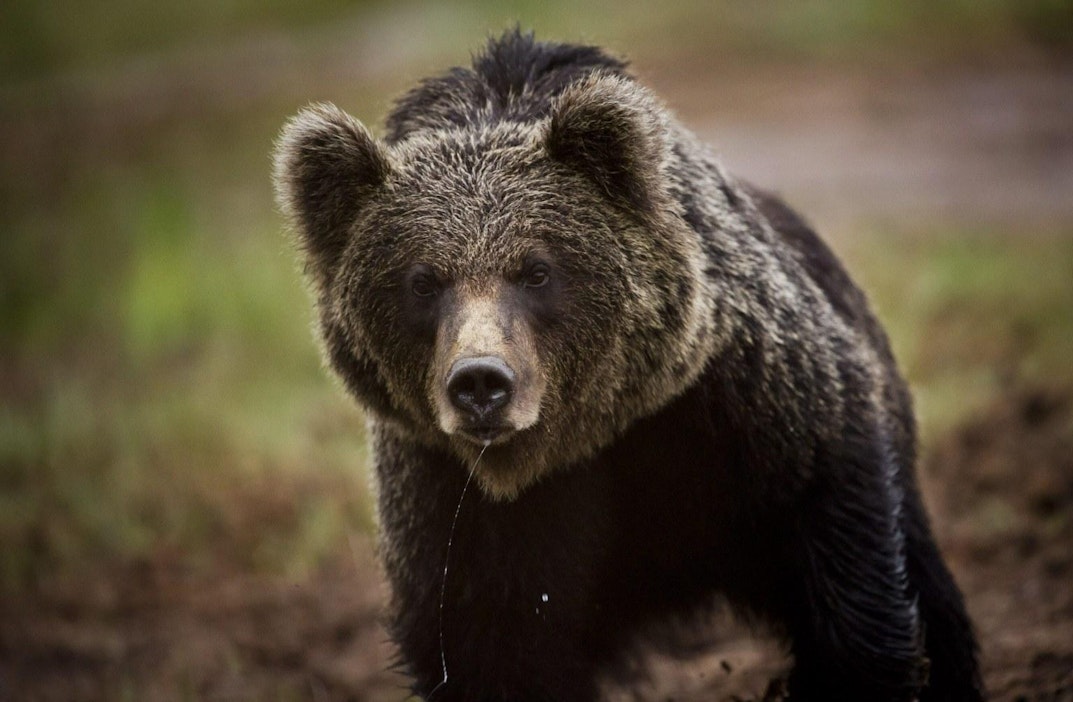Karhukanta on 2000-luvulla levittäytynyt idästä lähteen.