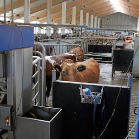 Uusimmassa DeLavalin robottimallissa lehmien tiineyksiä ei tarvitse erikseen tarkistaa. Arkistokuva.