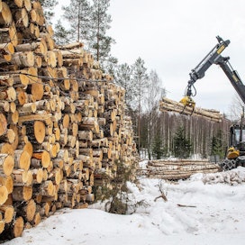 Suomeen tuotiin puuta ja haketta Venäjältä viime vuonna 9,3 miljoonaa kuutiometriä. Puutavaralajeista eniten tuli koivukuitupuuta. Arkistokuvassa koivukuitupuuta korjataan Lohjalla.