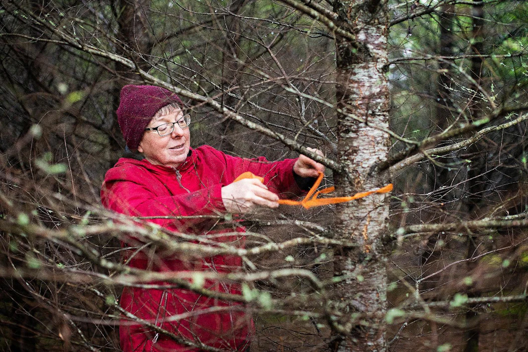 Kohta 30-vuotiaan douglaskuusikon ensimmäinen harvennus on pian edessä. Tiina Lietzén merkitsee huonolaatuisia douglaskuusen runkoja, jotka pitää ehdottomasti poistaa hakkuussa. Puut ovat varsin oksaisia.