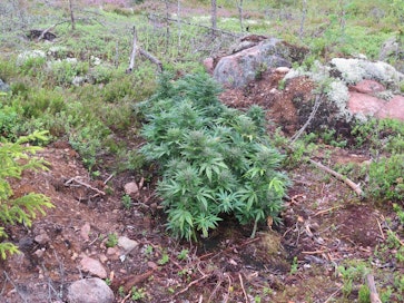 Poliisi toivoo, että ilmoitusta tehdessään kasvien löytäjä jättää poliisille yhteystietonsa.