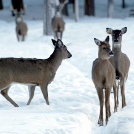 Leudot talvet ovat vahvistaneet valkohäntäpeurakantoja ympäri Suomen. Nämä valkohäntäpeurat on kuvattu Ähtärin eläinpuistossa.