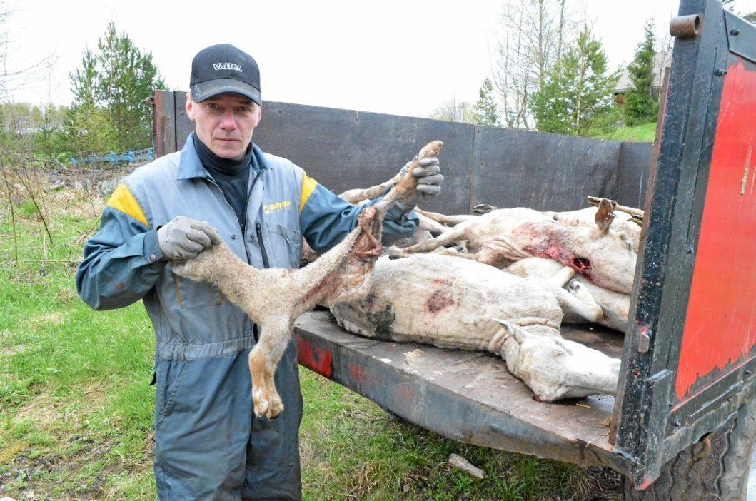 Ari Prihti menetti 20 lammasta laitumella riehuneelle sudelle.