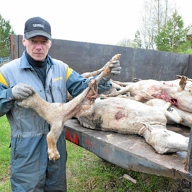 Ari Prihti menetti 20 lammasta laitumella riehuneelle sudelle.