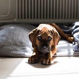 Ksylitoli on koiralle vaarallista eli säilytä aina ksylitolipitoiset tuotteet koiran ulottumattomissa.