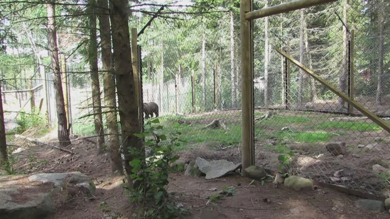 Ruotsissa Roslagens Jakt & Vilt -nimisessä paikassa pääsee treenaamaan metsästyskoiria villisioilla, hirvillä ja jopa karhulla.