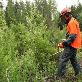 Maa- ja metsätalousministeriö on päättänyt keskeyttää muun muassa taimikon varhaishoidon tuen loppuvuodeksi. Se vie monen metsurin työt.