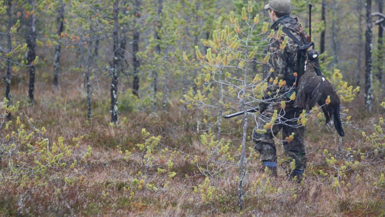 Maa- ja metsätalousministeriö esittää, että metsäkanalintujen metsästystä voisi tänä vuonna jatkaa marraskuun 10. päivään asti suuressa osassa maata.
