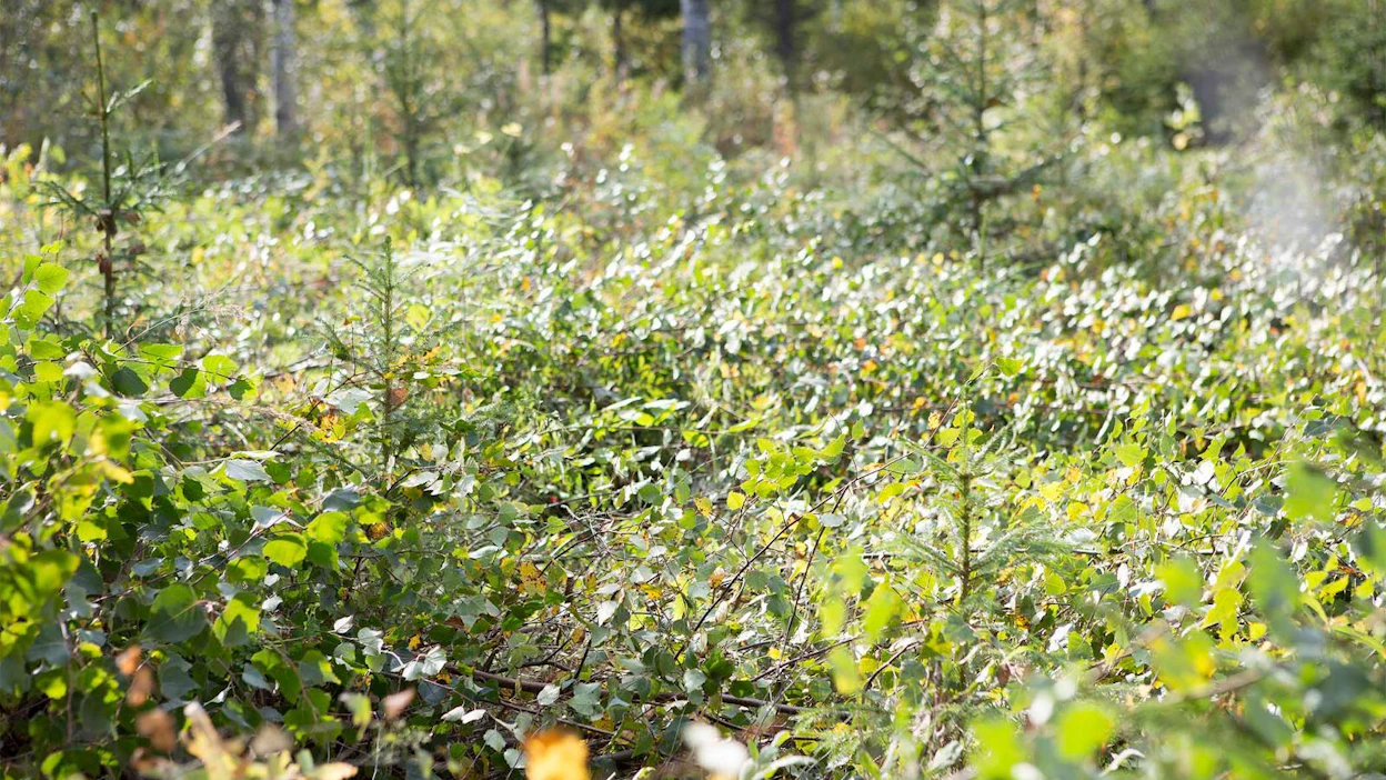 Kuusella on hyviä siemenvuosia vain noin 10 vuoden välein. Kuusen luontainen uudistaminen onnistuu todennäköisimmin, jos uusia taimia on syntynyt metsään jo ennen hakkuuta.