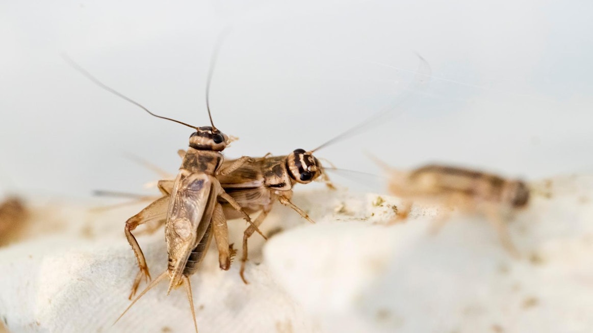 Hyönteisten kasvattaminen ja myyminen elintarvikkeena on ollut sallittua Suomessa viime syksystä lähtien.